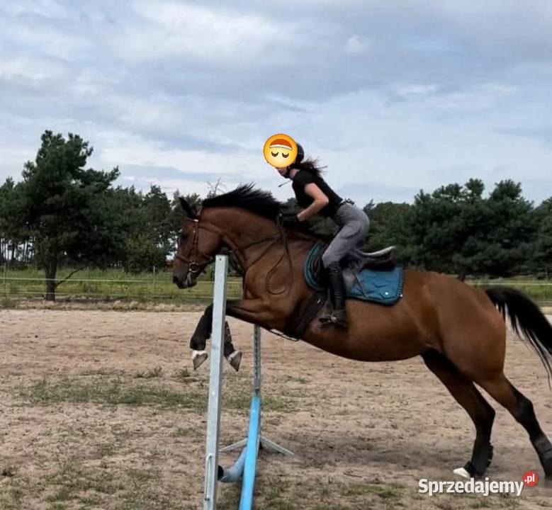 Sprzedam klacz 9 lat Sp Szczecin