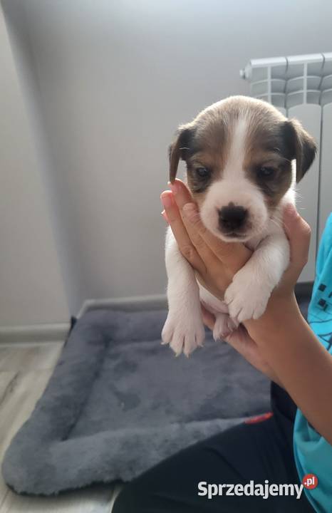Jack Russell Terrier