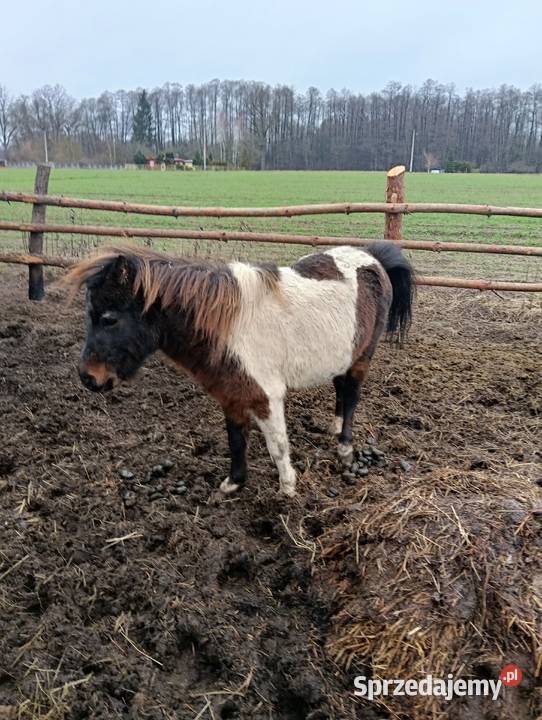 Kucyk ogierek srokaty Janówek