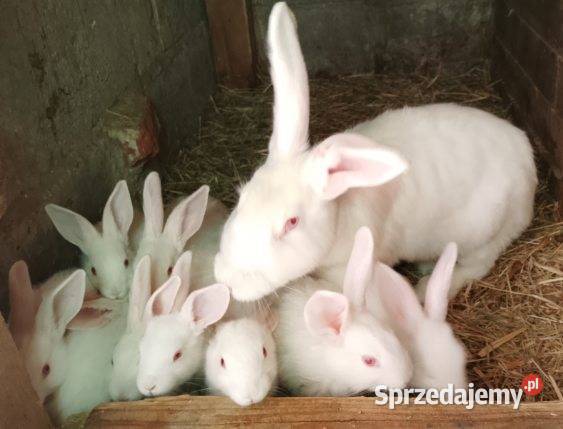 Sprzedam króliki termondzkie Jeziorsko