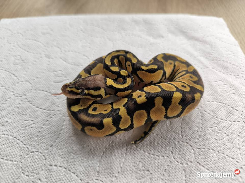 Pyton królewski Orange dream Pastel Fire poss mazowieckie Makowiec