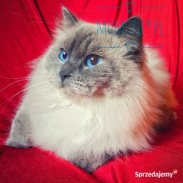 Cudowny ragdoll kocur hodowla FPL rodowód Ragdoll Ragdoll Gorzów Wielkopolski sprzedam