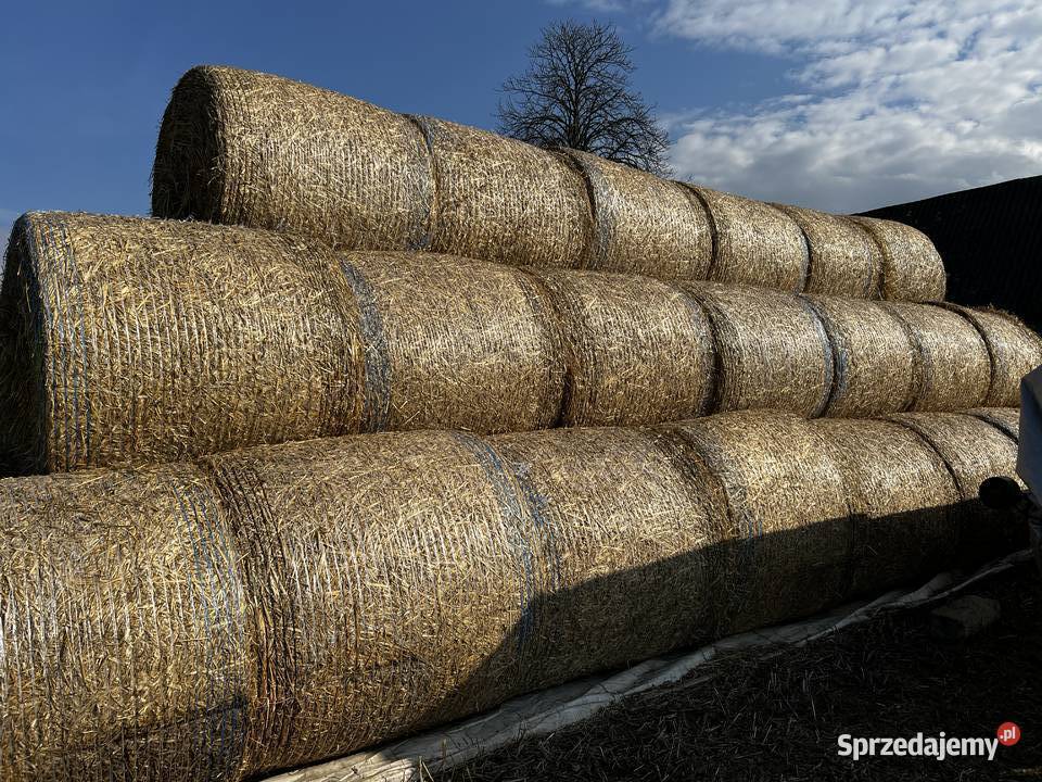 Słoma z pszenżyta 125 Wilkowiecko sprzedam