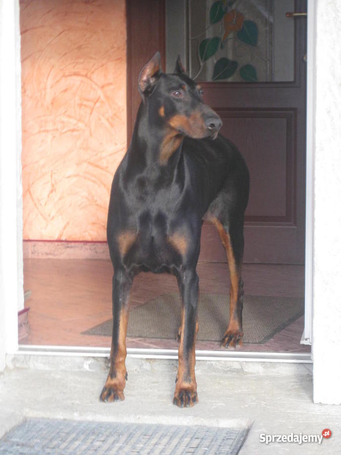 4 letnią sukę Dobermana w ręce Gniezno