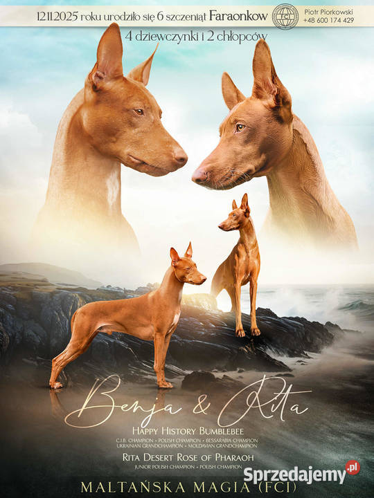 Szczenięta Pies Faraona FCI-Hodowla Maltańska Magia