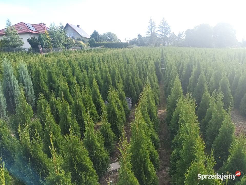 Tuja szmaragd 150170 30 sztuka dowozimy sadzimy śląskie Bielsko-Biała