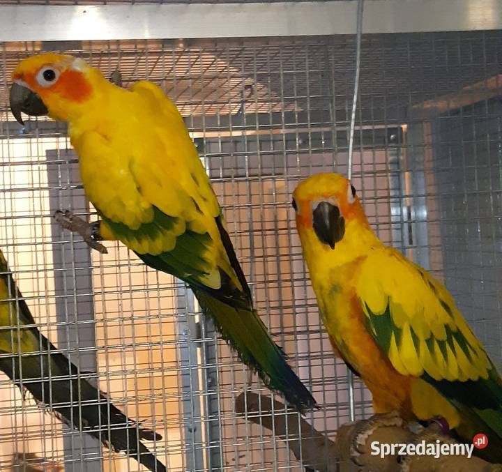 Likwidacja hodowli średniej papugi Łańcut
