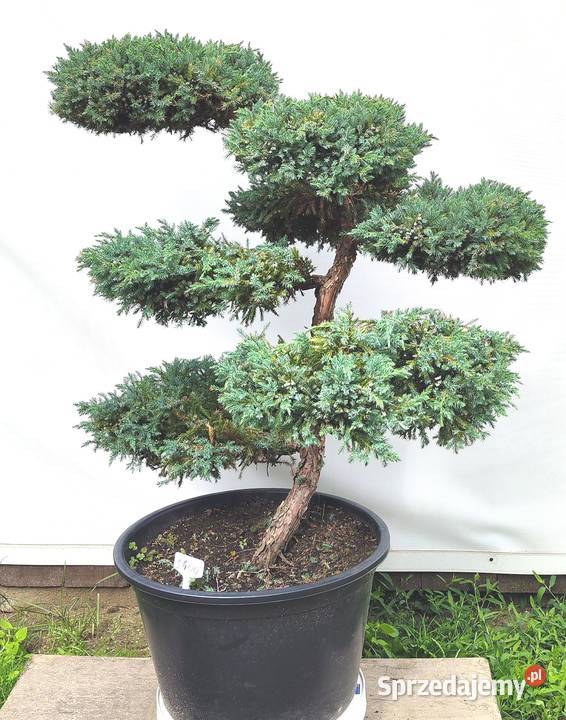 Bonsai Niwaki Jałowiec Blue Carpet Medynia Łańcucka