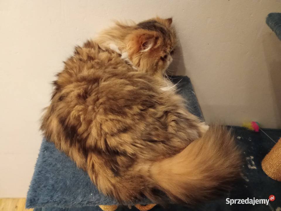 Kot perski reproduktor sprzedam