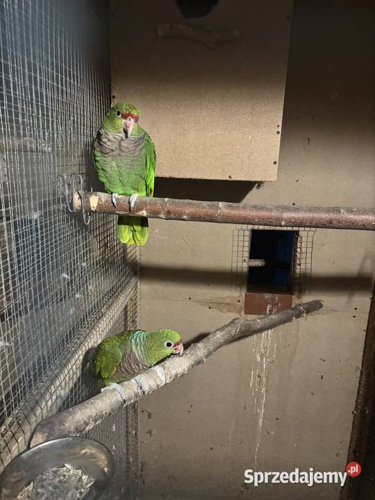 Amazonki niebieskoczelne pąsowe białoczelne Pińczów