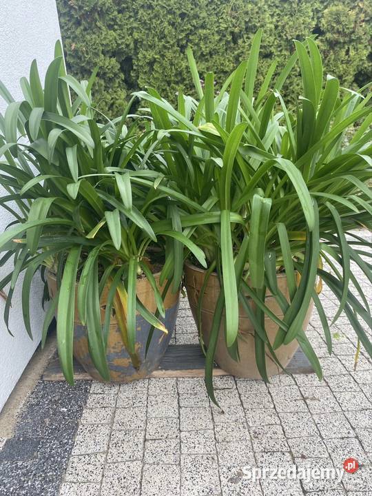Agapanthus w donicy ceramicznej Lublin