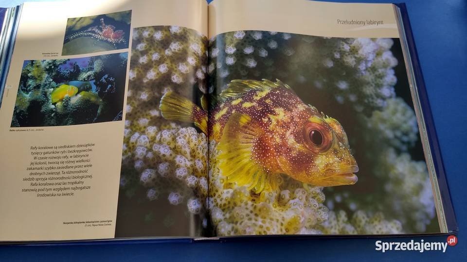 Planeta mórz Laurent Ballesta i Pierre Descamp Gdańsk