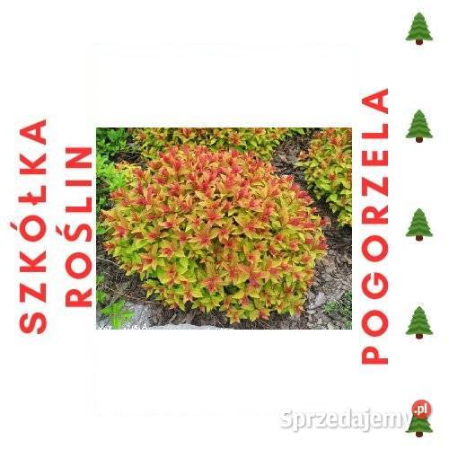 Tawuła Japońska GOLD FLAME Rabatowe Pogorzela