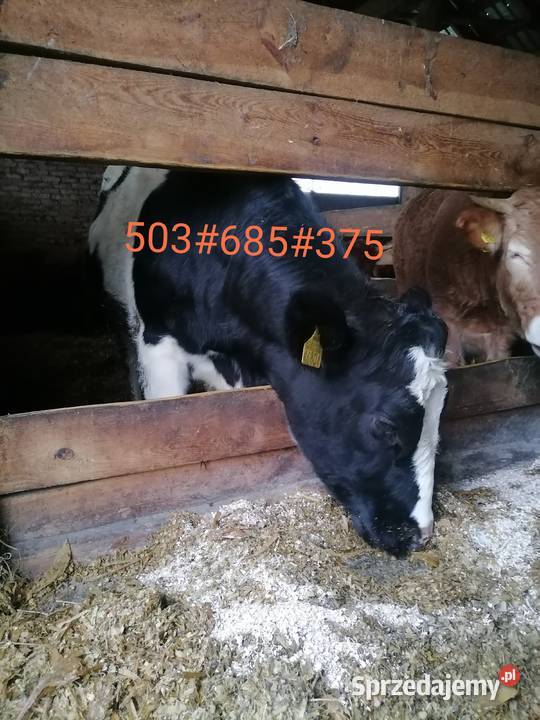 Jałówka cielna Rolnictwo Dobrzyniewo Duże