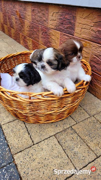 Śliczne Shih Tzu maluchy wychowane w domu