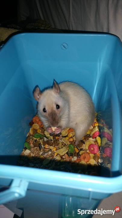 Szczury szczurki syjamskie REX Dumbo agouti Bytom