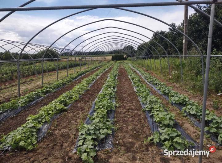 Tunele foliowe gotyk Kraśnik