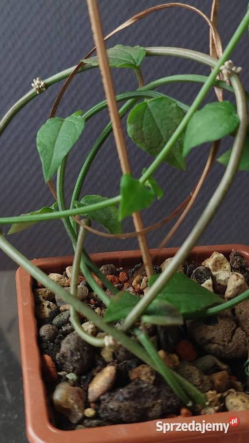 Ceropegia ciekawa odmiana roślina z kolekcji Warszawa