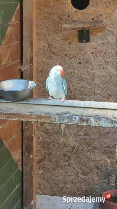 Aleksandretta aleksandretty Wielmoża