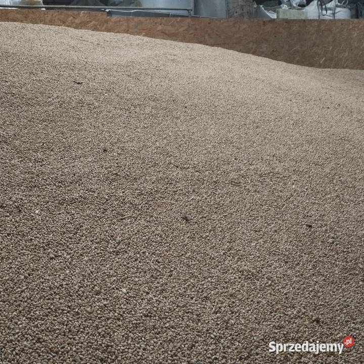 Sprzedam owies jary i pszenicę ozimą