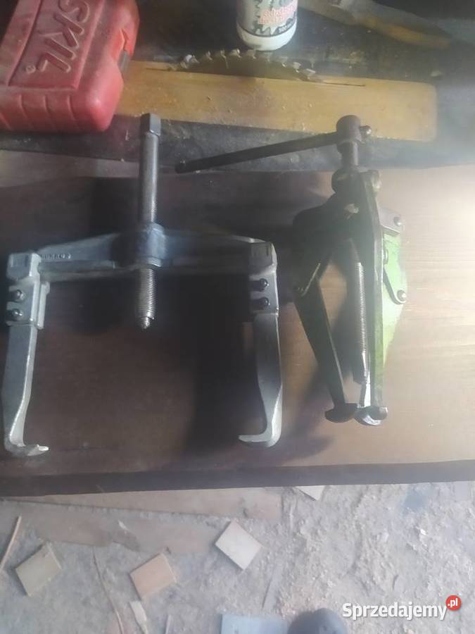 Duże ściągacze pomorskie Główczyce sprzedam