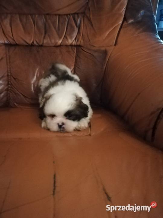 shihtzu samce Ełk