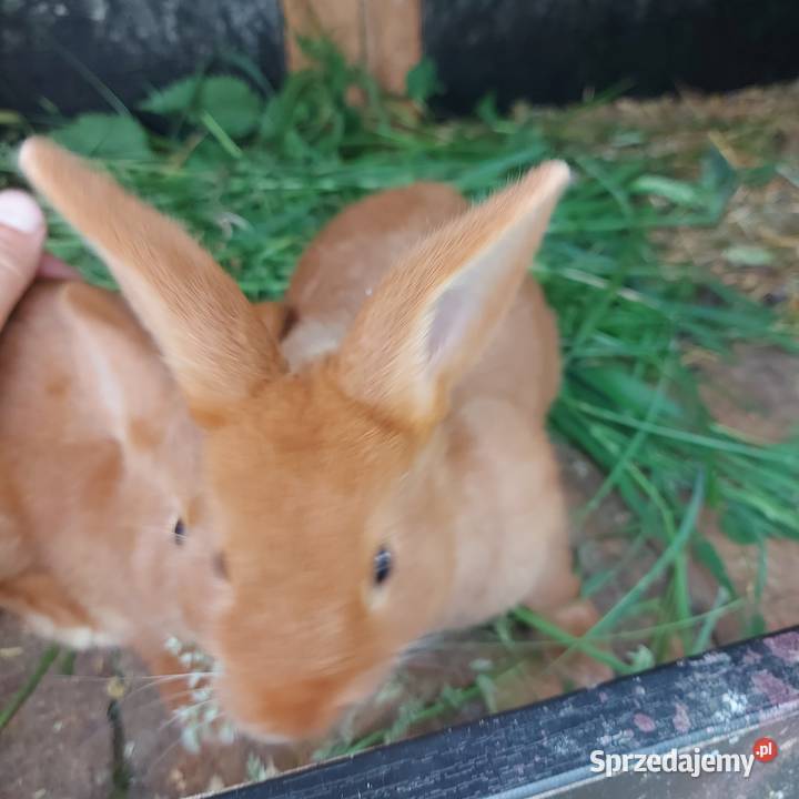 Króliki nowozelandzkie Mińsk Mazowiecki