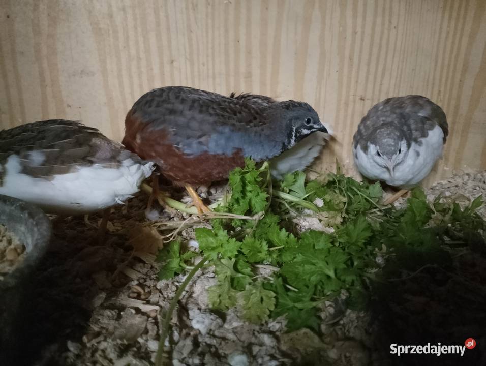 Przepiórki chińskie wielkopolskie sprzedam
