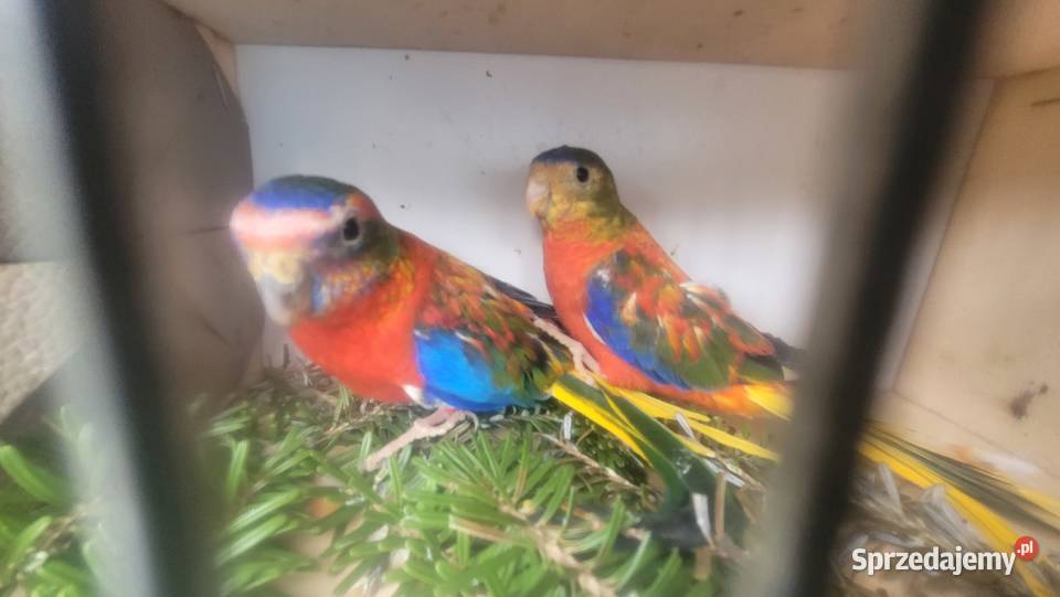 Papugi łąkowki turkusowe Wieliczka sprzedam