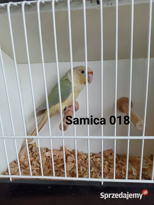 Rudosterki zielonolice Kraków sprzedam