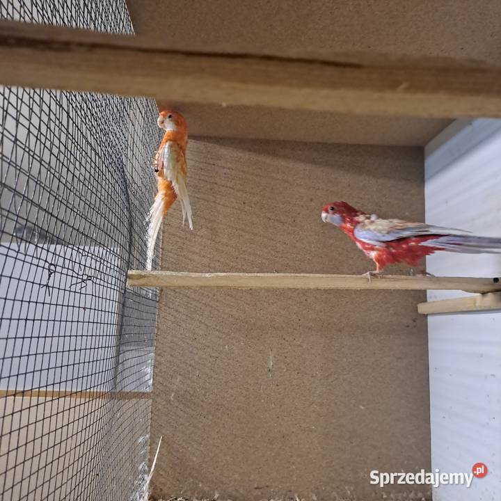 Rozelle królewskie pastel Radom