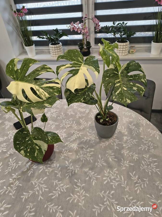 Monstera Variegata piękne 60 Liściaste Lidzbark Warmiński