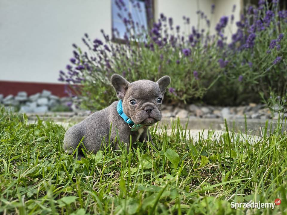 Buldog francuski małopolskie Targanice