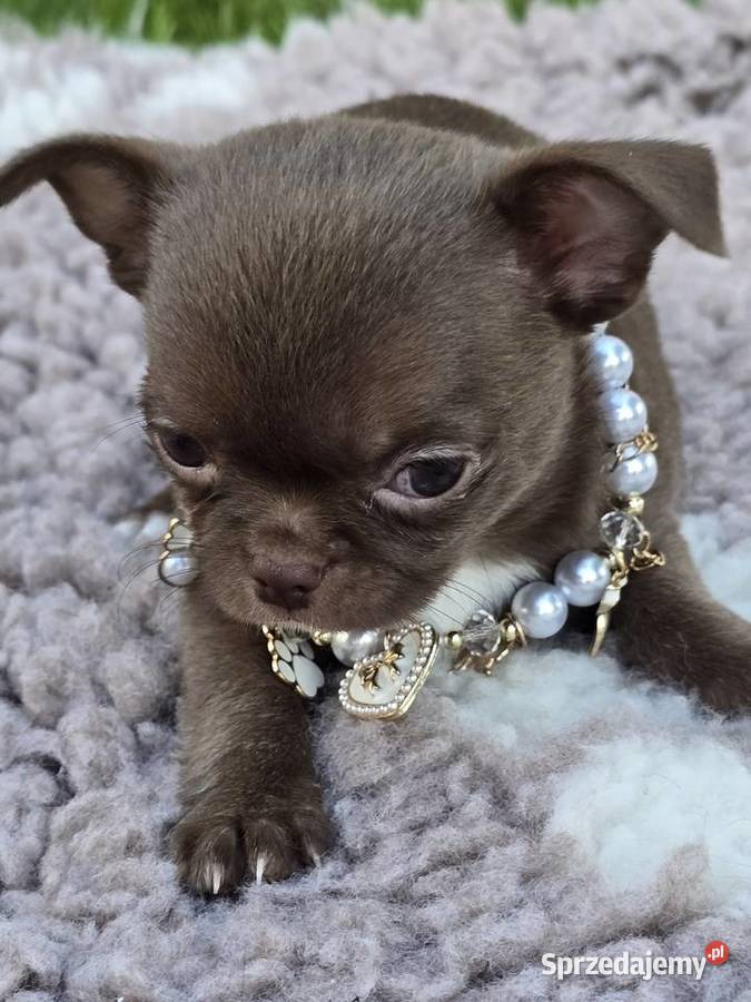 Chihuahua Czekoladowy XXS Bielsko-Biała