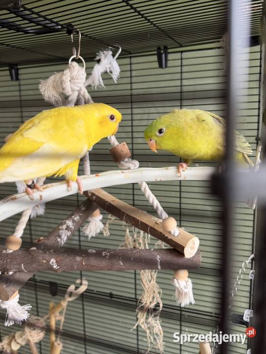 Papużki Katarzynki Stokówki prążkowane Ptaki sprzedam
