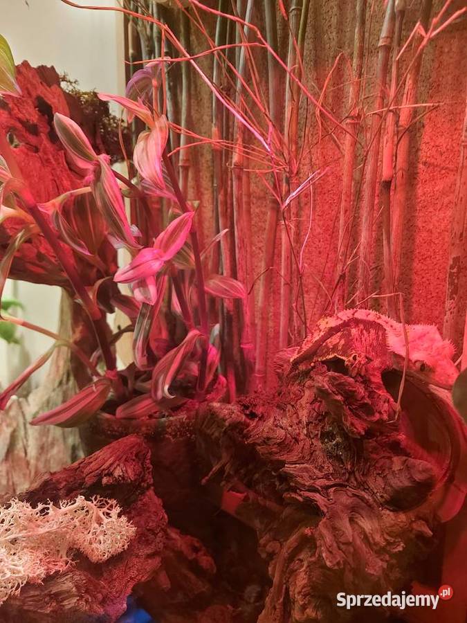 Terrarium felsuma gekon orzęsiony Opole sprzedam