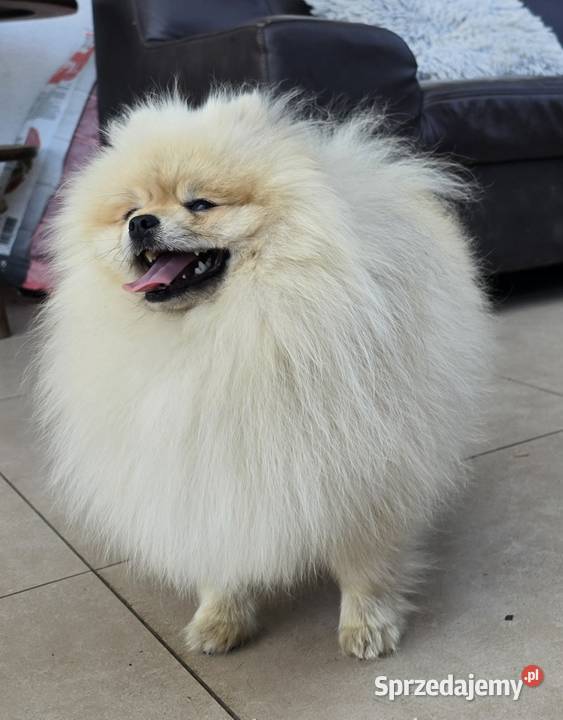 Pomeranian szpic miniaturowy zkwp FCI Szpic miniaturowy Piątkowisko