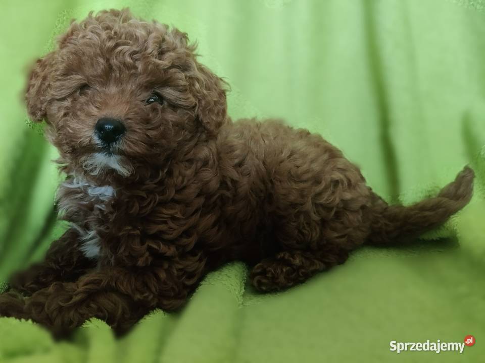 Pudel miniaturowy toy Boguchwała