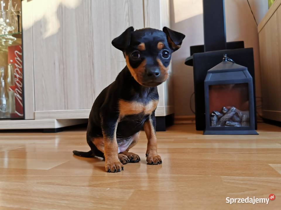 Pinczer miniaturowy Pozostałe Łowicz sprzedam