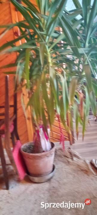 Sprzedam kwiata Klukowa Huta sprzedam