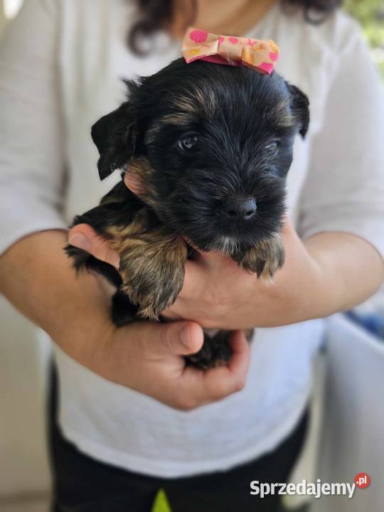 Mini Dziewczynka York z Rodowodem BLACK Częstochowa