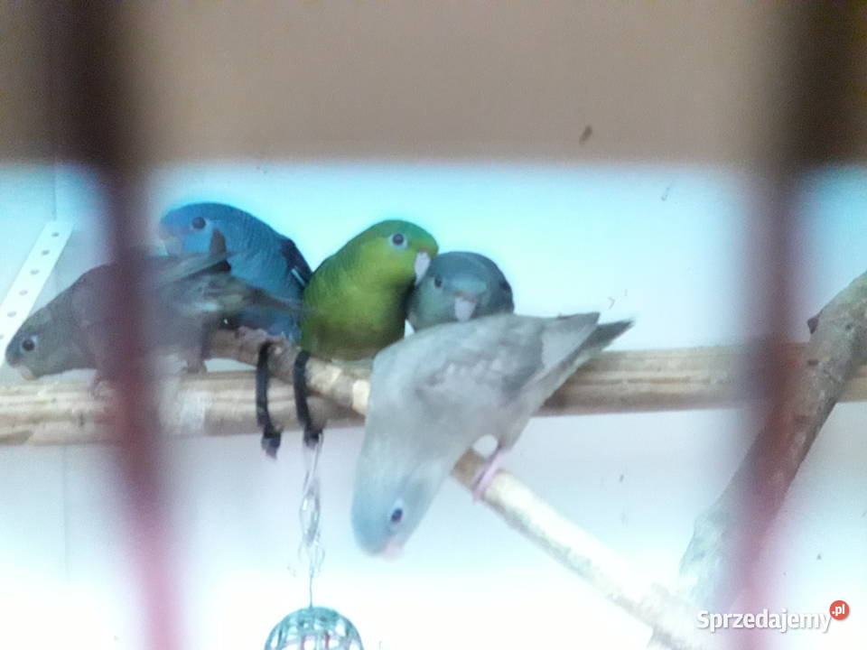 Stokówka prążkowana katarzynki wielkopolskie Pobiedziska