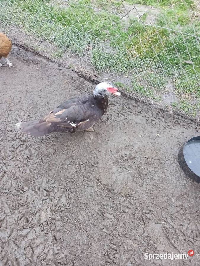 Kaczki i kaczory francuskiepiżmowe czekoladowe Krasnystaw