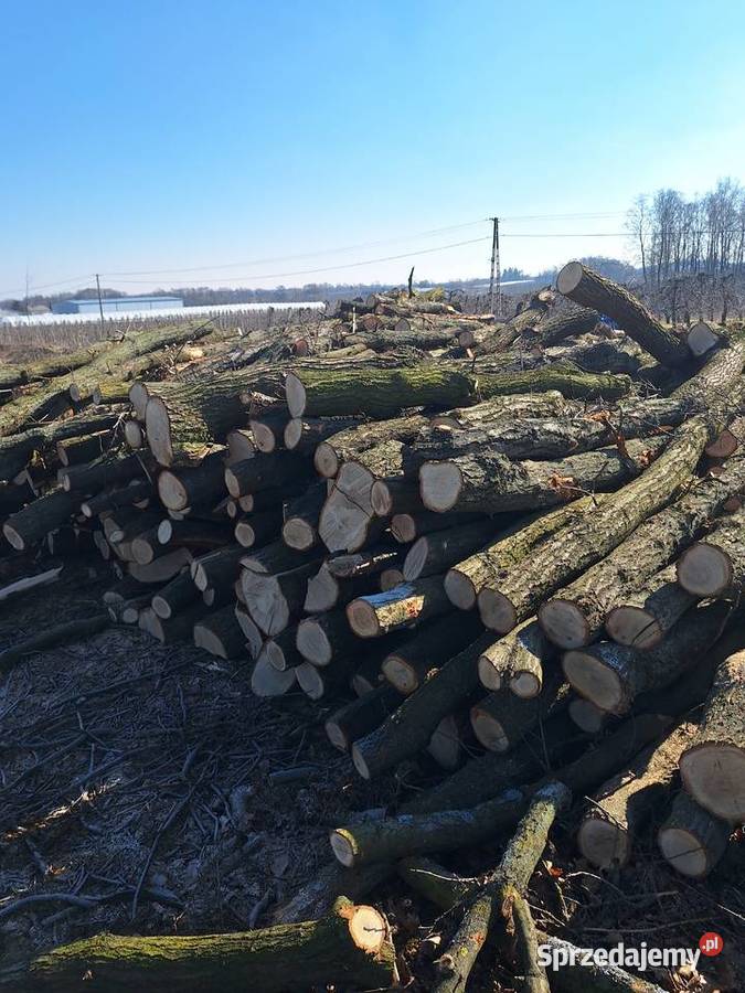Drewno drzewo opałowe JABŁOŃ DĄB mazowieckie
