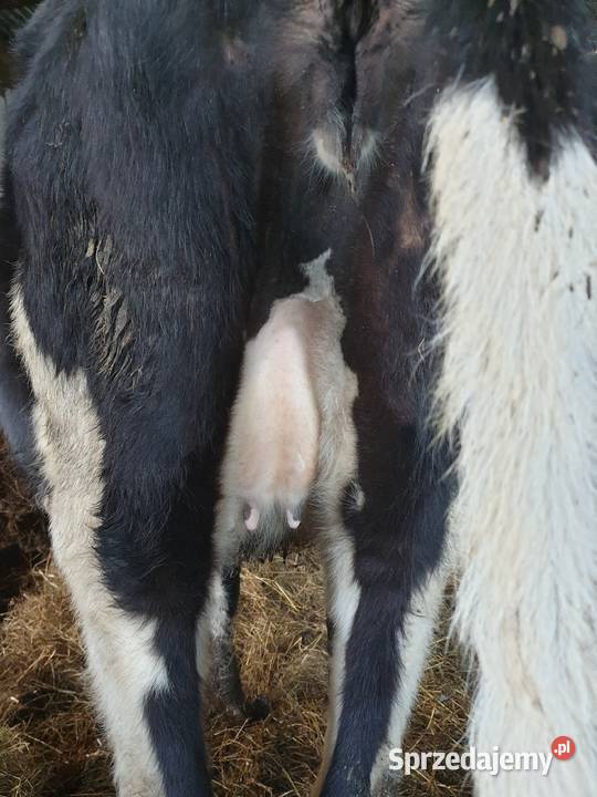 Jałówki Cielne HF 100 z pod oceny