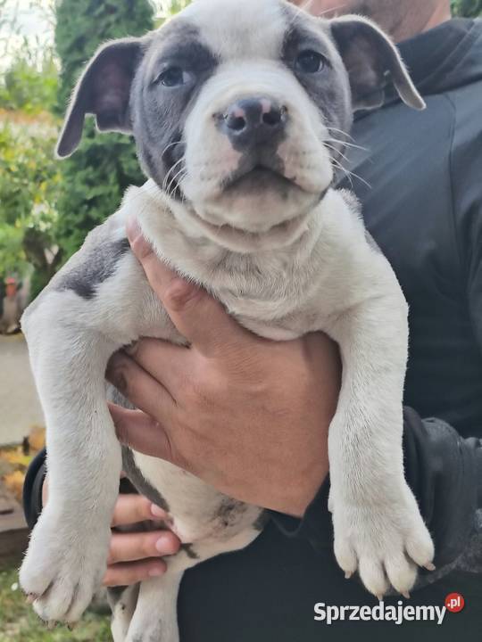 American Bully ABKC standard pies suka Warszawa