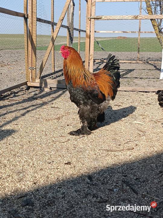 Koguty Brahma sprzedam zamienię Natalin