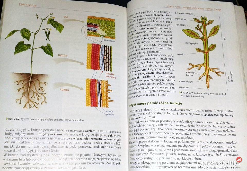 Ciekawa Biologia 1 Podręcznik Ewa Kłos Chełm sprzedam