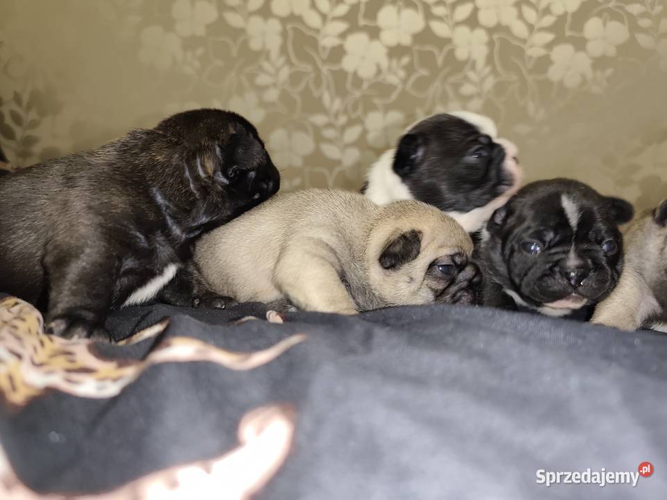 Buldog francuski buldożek francuski Łódź