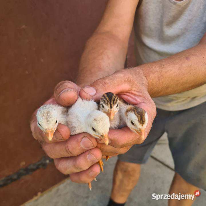 Perliczki z żółtą nóżką jajka lęgowe sprzedam